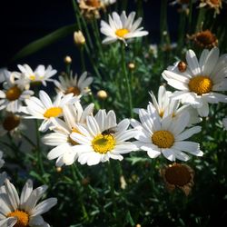 Close-up of white daisy flowers blooming outdoors