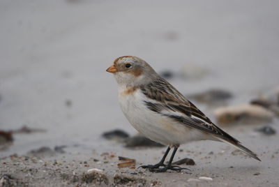 Close-up of a bird