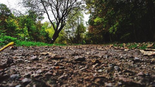 Surface level of trees