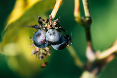 Close-up of insect on fruit