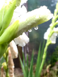 Close-up of leaves on plant