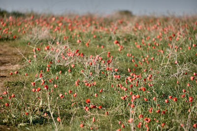 Close-up of red flowering plants on field