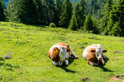 Cows in a field