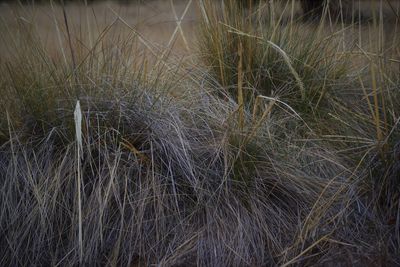 Close-up of grass