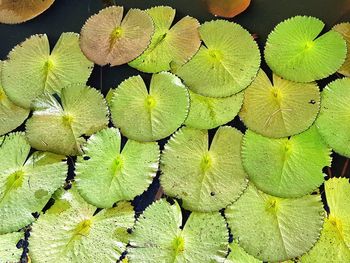 High angle view of lotus leaves floating on water
