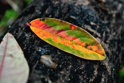 Close up of leaf