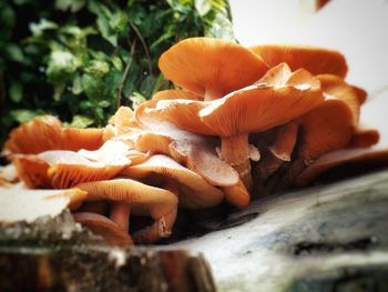 Close-up of mushrooms on ground
