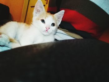 Close-up portrait of cat relaxing on bed at home