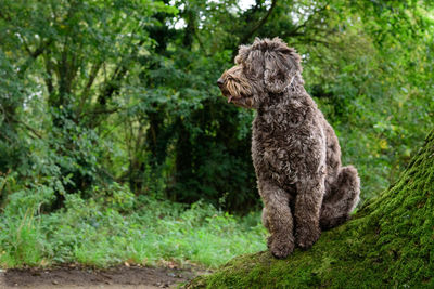 Dog sitting on tree in forest