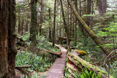 Empty walkway in forest