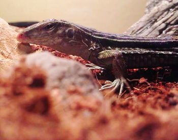 Close-up of lizard