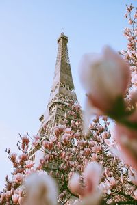 Low angle view of flowering plant against clear sky