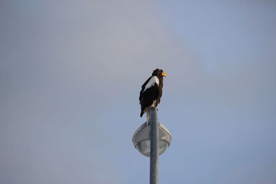 Low angle view of bird perching on pole against sky