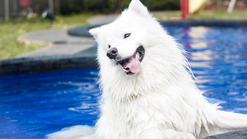 Portrait of white dog sticking out tongue