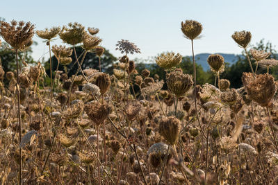 Close-up of flowering plants on field against sky