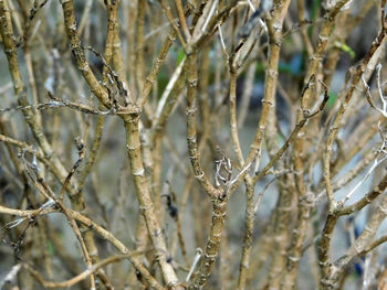 Close-up of plants