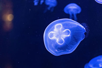 Background of beautiful blue neon jellyfish. aquarium.