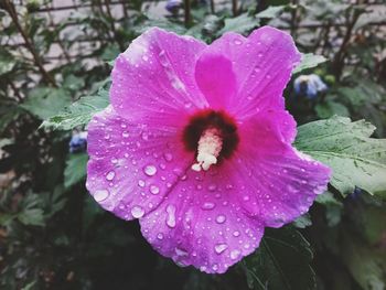 Close-up of wet flower blooming outdoors