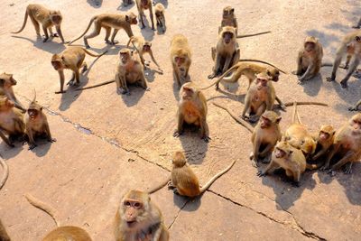 High angle view of monkeys relaxing on floor