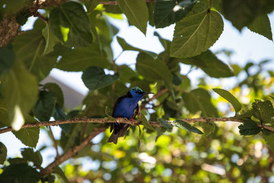 Low angle view of bird perching on tree