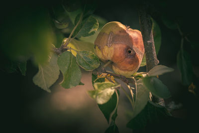 Close-up of fruit on tree