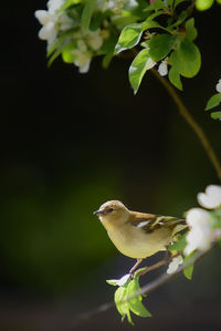 Close-up of bird perching on a plant