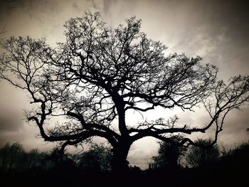 Silhouette bare tree against sky