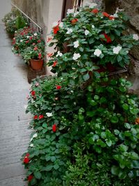 Red flowers blooming in park