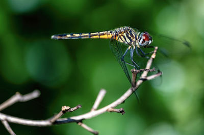 Close-up of dragonfly on plant