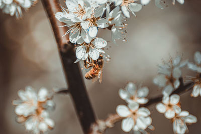 Close-up of cherry blossoms in spring