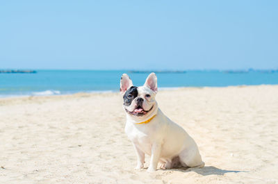 Portrait of french bulldog sitting at beach against clear blue sky