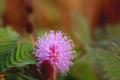 Close-up of pink flowering plant