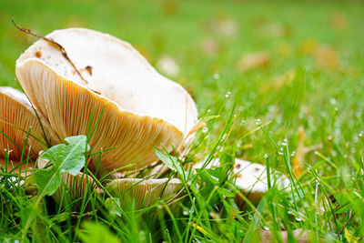 Close-up of mushroom growing on field