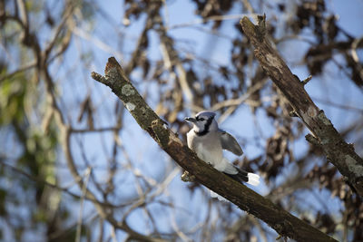 Low angle view of bird perching on branch