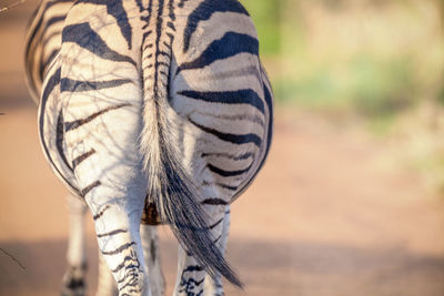 Close up view of zebra in african savannah, madikwe game reserve, south africa