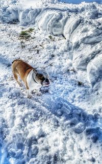 High angle view of dog on snow field
