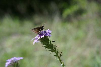 Close-up of butterfly on thistle flower