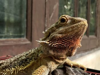 Close-up of a lizard on a window