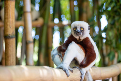 Monkey sitting on a tree