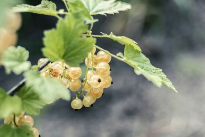 Close-up of gooseberries