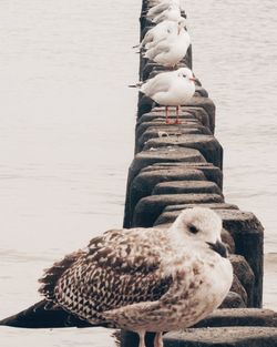 Seagull perching on wood against lake