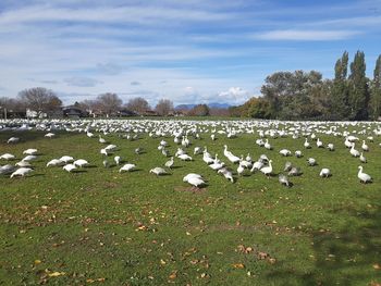 View of birds on field against sky