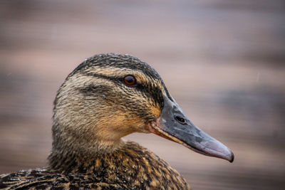 Close-up of bird