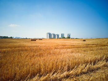 Scenic view of agricultural field against clear blue sky