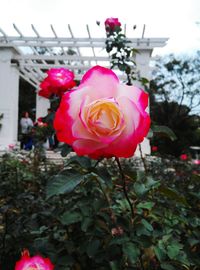 Close-up of pink rose