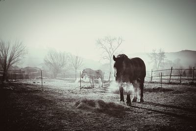 Horse on field against sky