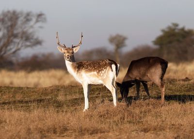 Deer standing against sky