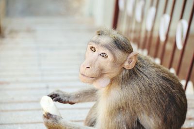 Close-up of monkey in zoo