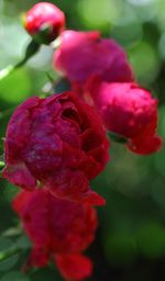 Close-up of pink flowers blooming outdoors