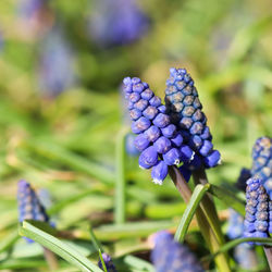 Close-up of purple flowering plant